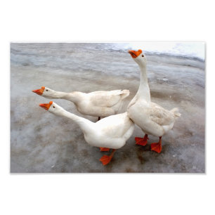 Geese wit foto afdruk