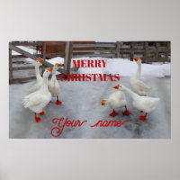 Geese wit