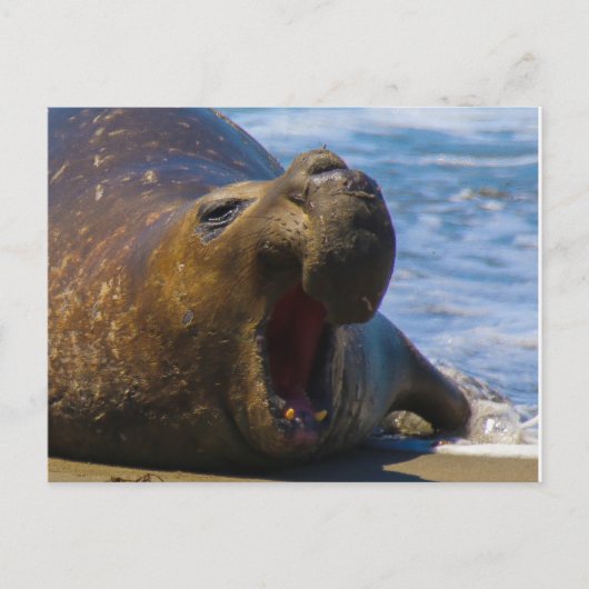 geeuwen briefkaart (Voorkant)