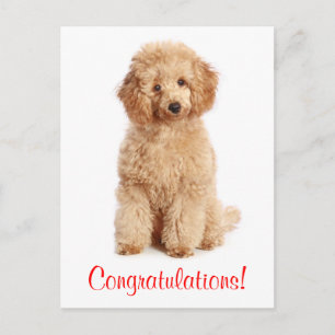 Gefeliciteerd Apricot Poedel Puppy Dog Briefkaart