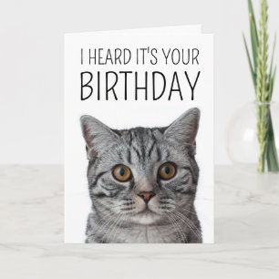 Gefeliciteerd   Britse Korthaar Kat Kattengezicht Kaart