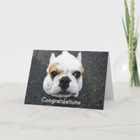 Gefeliciteerd Bulldog Wenskaart