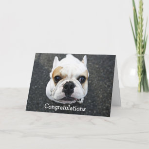 Gefeliciteerd Bulldog Wenskaart Kaart