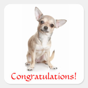 Gefeliciteerd Chihuahua Puppy Sticker
