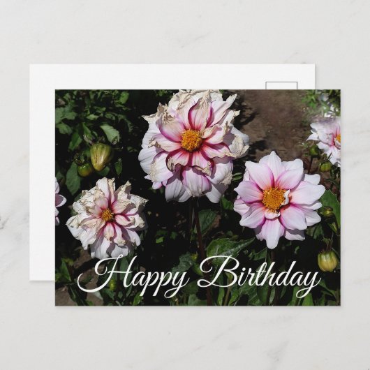 Gefeliciteerd Dahlia Edge of Joy #1 Ansichtkaart Briefkaart (Voorkant / Achterkant)