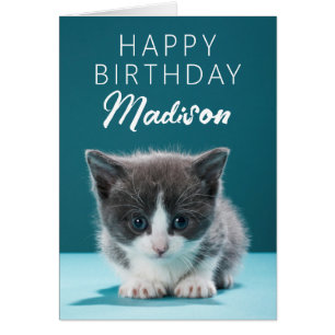 Gefeliciteerd   Kleine Kitten