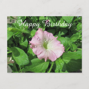 Gefeliciteerd Pink Petunia Fotografie Briefkaart