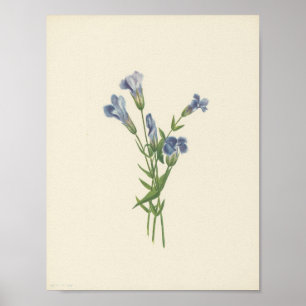 Gefranjerde Gentiaan (Gentiana crinita) (1925) Poster