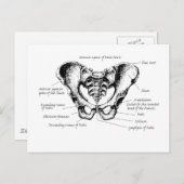 Gegevens over mannelijke bekken briefkaart (Voorkant / Achterkant)