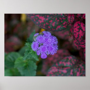 Geheime bok op een geheim Plant Poster