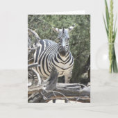 Gehoorbare zebra verjaardagskaart kaart (Voorkant)