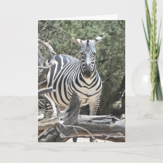 Gehoorbare zebra verjaardagskaart kaart (Voorkant)