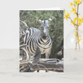 Gehoorbare zebra verjaardagskaart kaart (Gele Bloem)