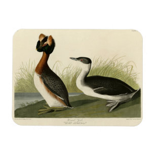 Gehoornde Grebe van John Audubon's Birds of Americ Magneet
