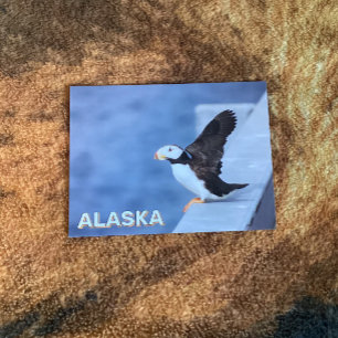 Gehoornde papegaaiduiker in Alaska Briefkaart