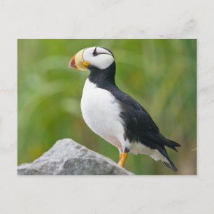 Gehoornde puffin (Fratercula corniculata) Briefkaart