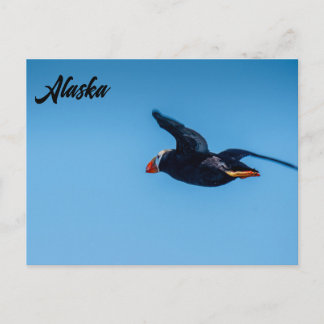 Gehoornde Puffin in Vlucht Alaskan Briefkaart