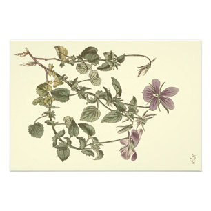 Gehoornde viooltje botanische illustratie foto afdruk