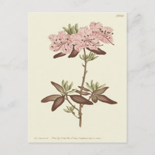 Geïllustreerde Rododendron met Stippenblad Briefkaart