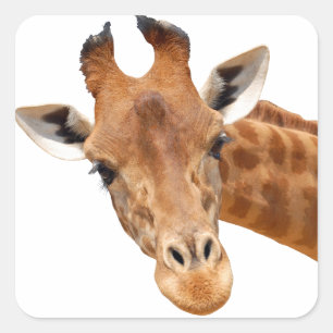 Geïsoleerd portret van giraffe PNG Vierkante Sticker