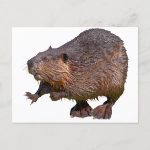 Geïsoleerd van Noord-Amerikaanse bever Briefkaart