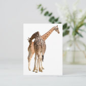geïsoleerd van twee giraffen, mannelijk en vrouw briefkaart (Staand voorkant)