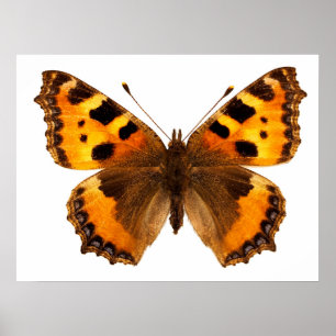 Geïsoleerde kleine tortoiseshel vlinder poster