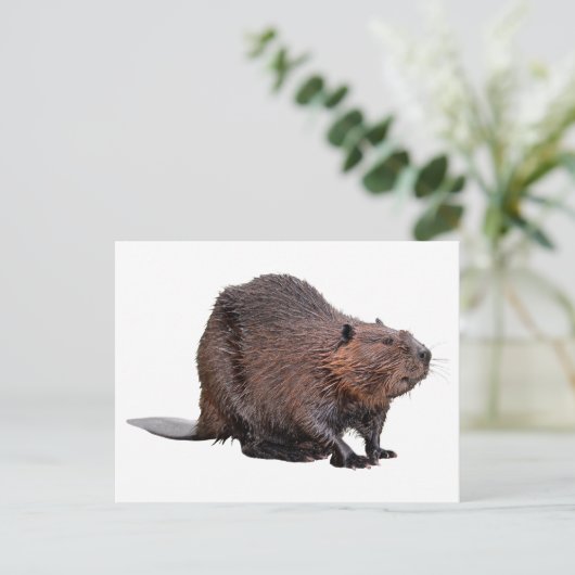 Geïsoleerde Noord-Amerikaanse bever Briefkaart (Staand voorkant)