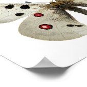 Geïsoleerde parnassius apollo briefkaart vierkant  poster (Hoek)