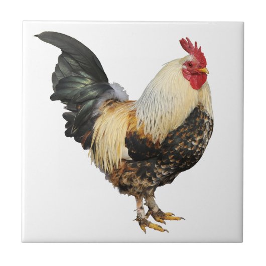 Geïsoleerde rooster tegeltje (Voorkant)