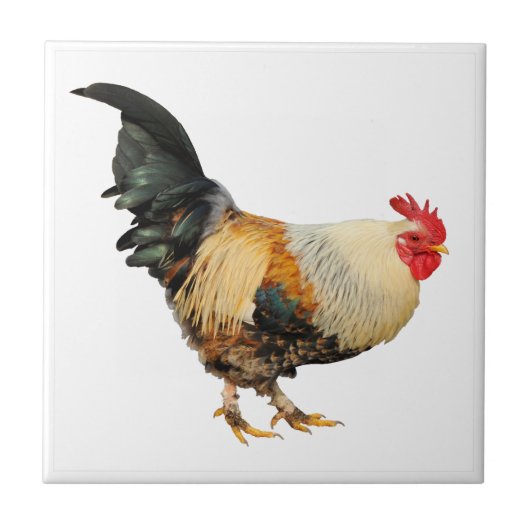 Geïsoleerde rooster tegeltje (Voorkant)