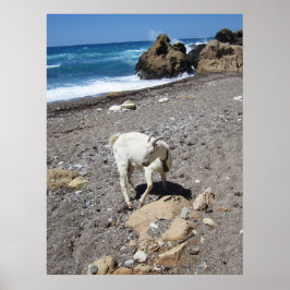 Geit op het strand poster