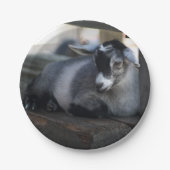 Geit Papieren Bordje (Voorkant)