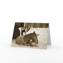 Geit staat op geduldig paard