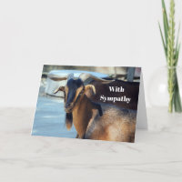 Geit Zwart Bruin Dier Foto Sympathie