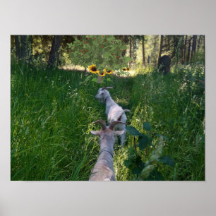 Geiten in de wei met veel gras poster