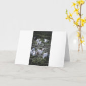 Geiten Kaart (Gele Bloem)