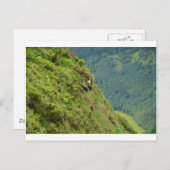 Geiten met een zeer steile heuvel briefkaart (Voorkant / Achterkant)