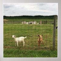 Geiten op een Boerderij