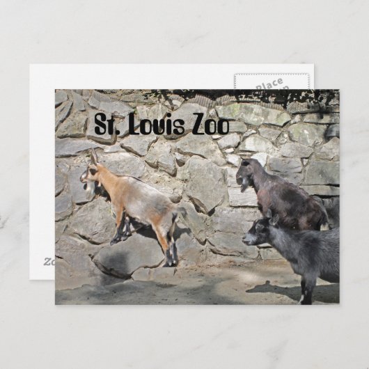 Geiten op een muur briefkaart (Voorkant / Achterkant)