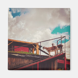 geiten op het dak magneet