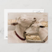 Geiten smokkelen briefkaart (Voorkant / Achterkant)