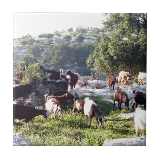 Geiten Tegeltje (Voorkant)