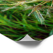 Geitenbaard Poster (Hoek)