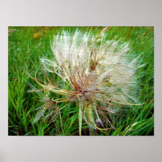 Geitenbaard Poster (Voorkant)