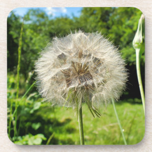 Geitenbaard Wildflower Bier Onderzetter