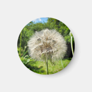 Geitenbaard Wildflower Magneet