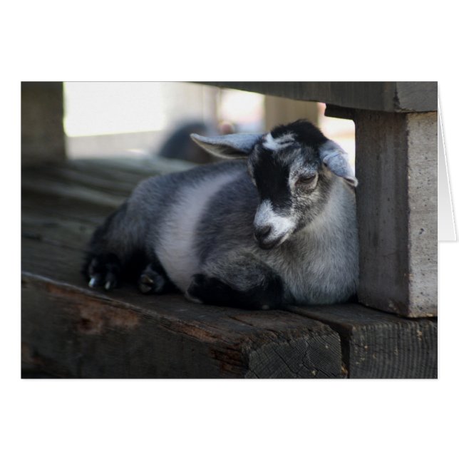 Geitenblanco kaart (Voorkant Horizontaal)