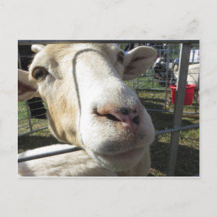 Geitendicht Briefkaart