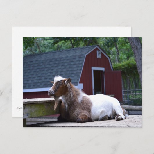 Geitenkuikend Briefkaart (Voorkant / Achterkant)